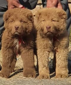 Bakarwal dogs pair male female age 75 days for sale havey bone