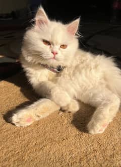 Male, White Persian Double-coated Punch-faced Kitten