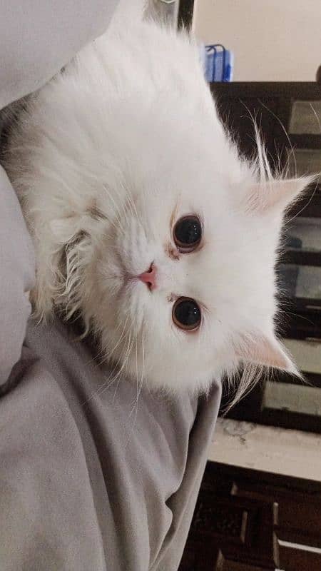 Male, White Persian Double-coated Punch-faced Kitten 1