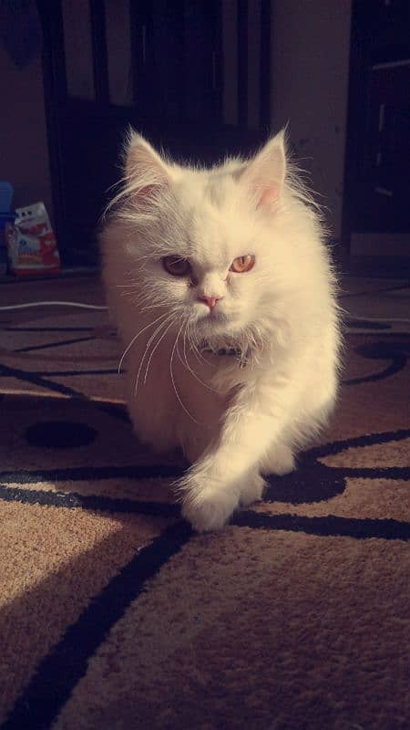 Male, White Persian Double-coated Punch-faced Kitten 2