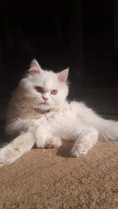 Male, White Persian Double-coated Punch-faced Kitten 4