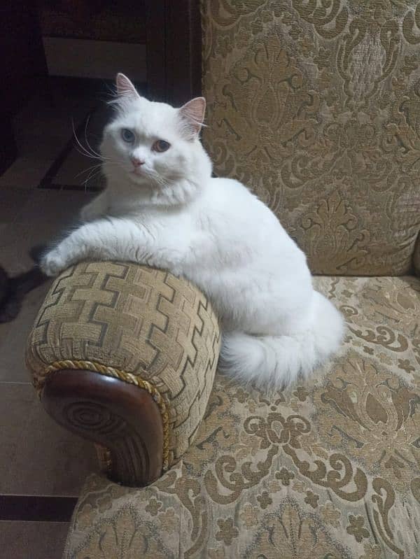 Persian male cat Oddeyes 0