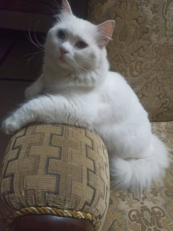 Persian male cat Oddeyes 1