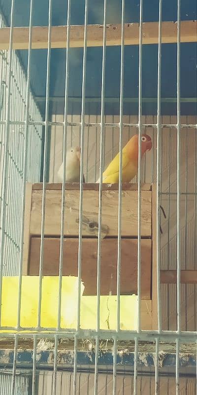 Love birds confirm pair for sale. . . . . 1