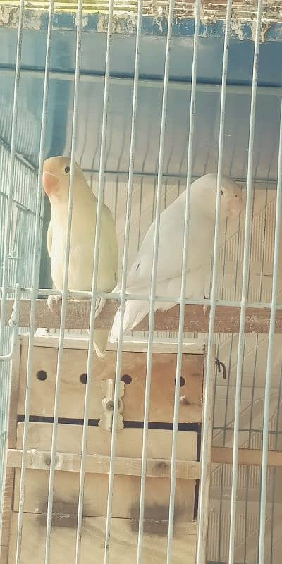 Love birds confirm pair for sale. . . . . 2