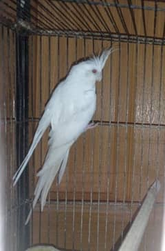 Rare Albino White Red-eyed Cockatiel (Female)