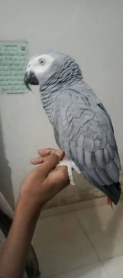 grey parrot congo size TAME Talking