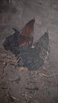 golden misri breeder hens pair