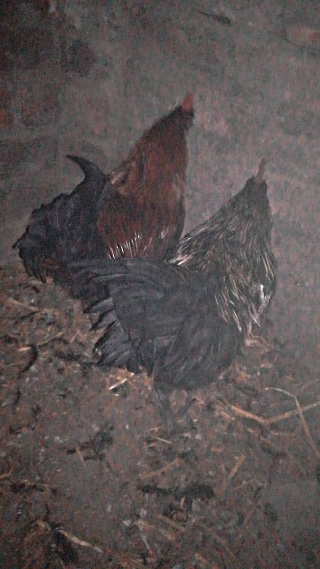 golden misri breeder hens pair 0