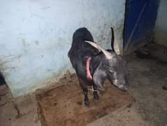 Goat for sale