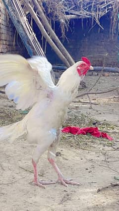 aseel heera male for sale