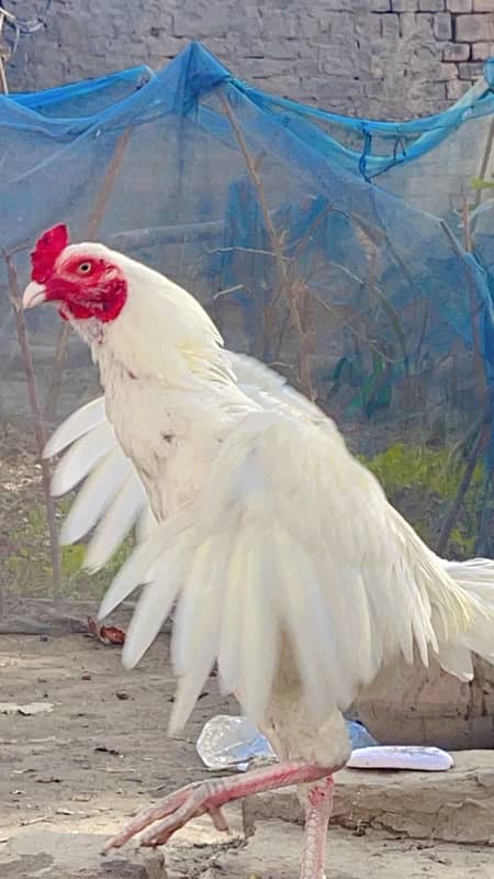 aseel heera male for sale 1