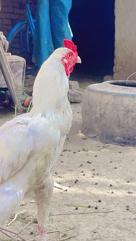 aseel heera male for sale 3