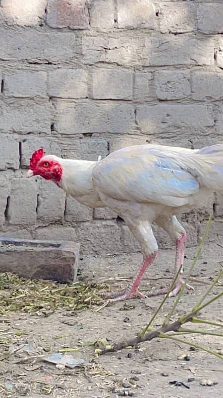 aseel heera male for sale 4