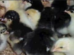 Day old austrolop A grade chicks