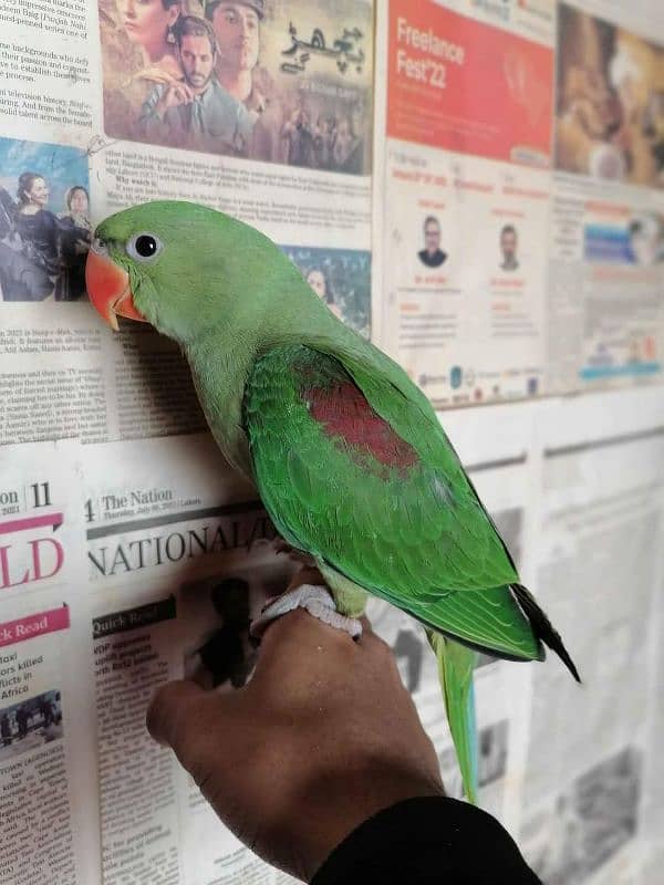 Kashmiri Raw parrot My WhatsApp number 0326/74/83/089 for sale 0