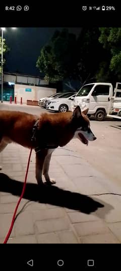 Sibarian husky only mating   03032293774