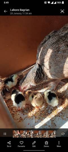 Aseel Chicks 5 days young