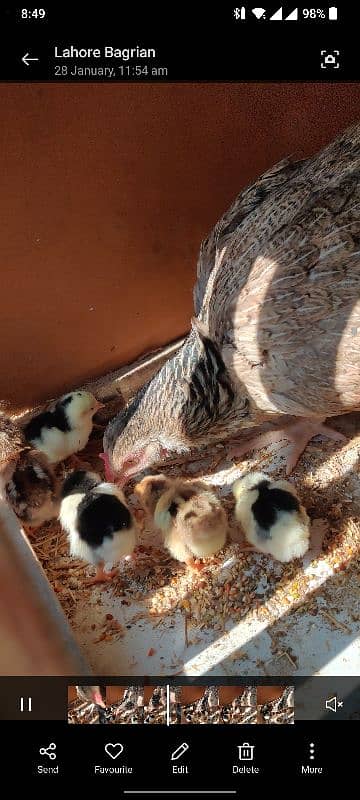 Aseel Chicks 5 days young 0