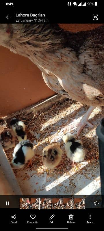 Aseel Chicks 5 days young 2