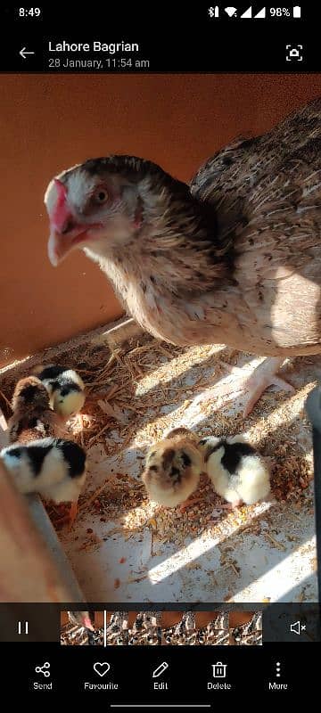 Aseel Chicks 5 days young 3