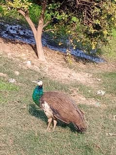 Pair of Peacocks, Age 10 months