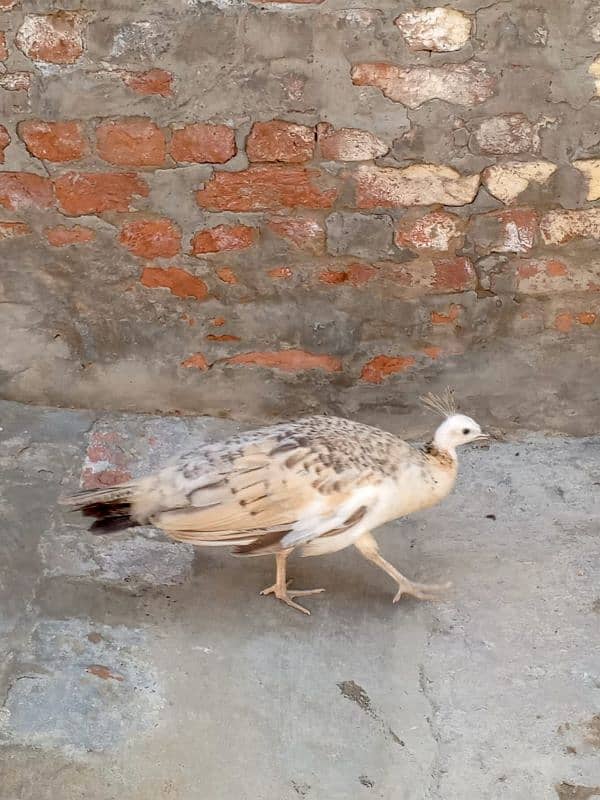 Pair of Peacocks, Age 10 months 1