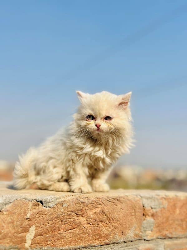 Persian Kitten Triple coated 1