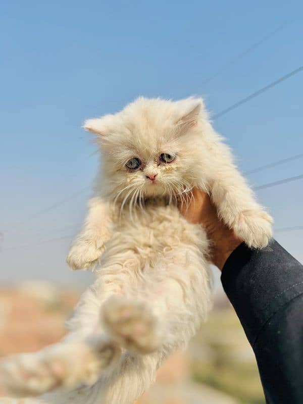 Persian Kitten Triple coated 0