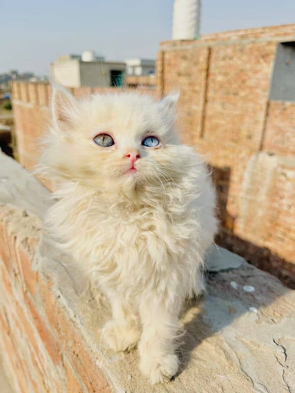 Persian Kitten Triple coated 3