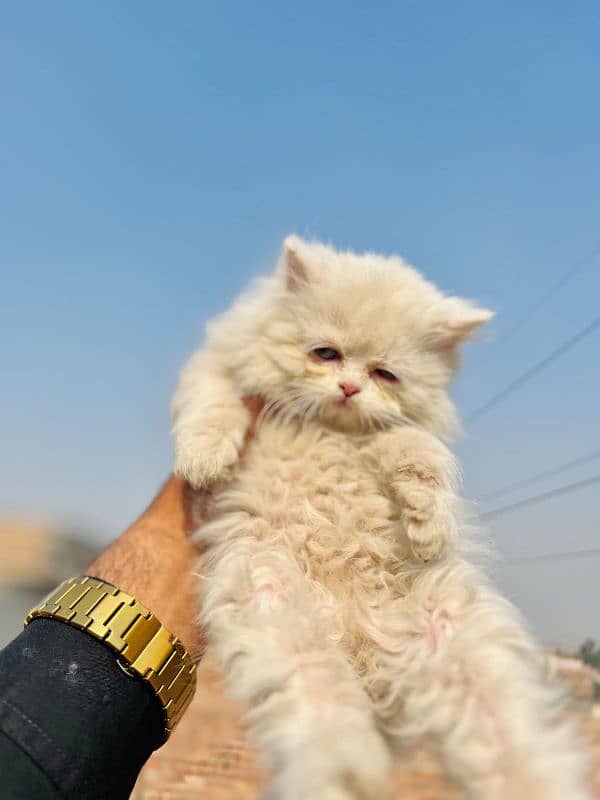 Persian Kitten Triple coated 4