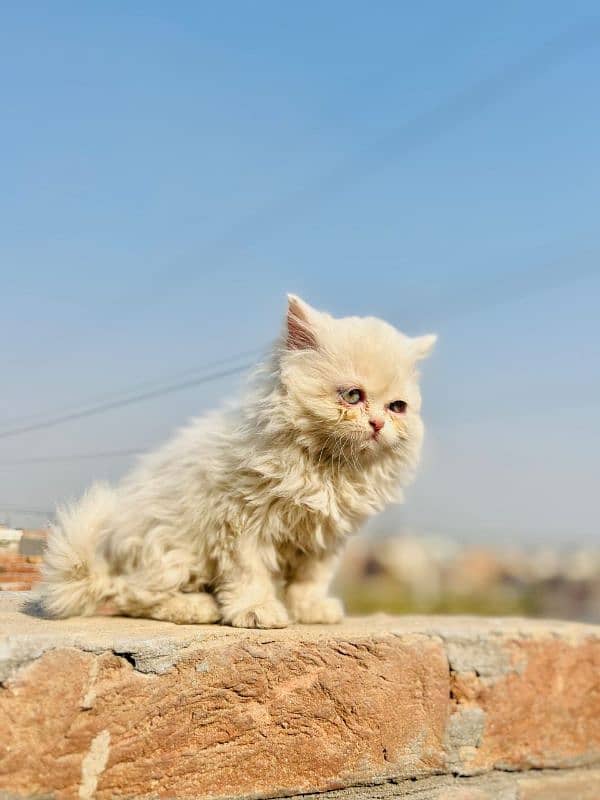 Persian Kitten Triple coated 5