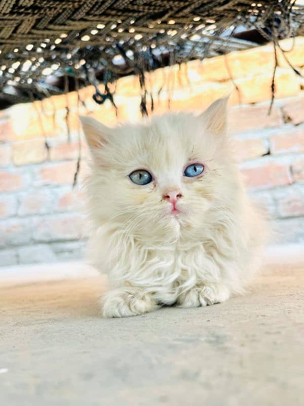 Persian Kitten Triple coated 6