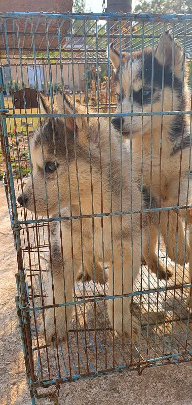 huskies pups looking for new homie 1