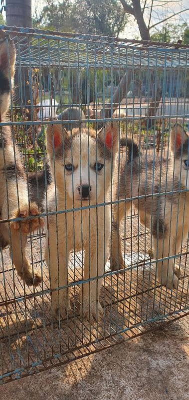 huskies pups looking for new homie 2