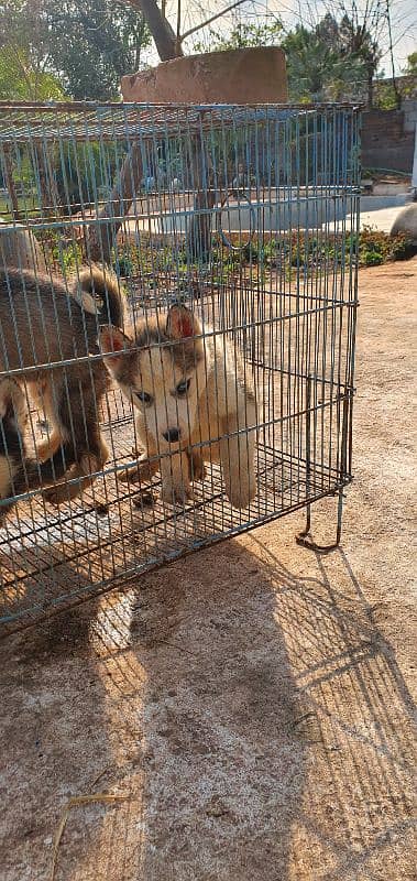 huskies pups looking for new homie 3