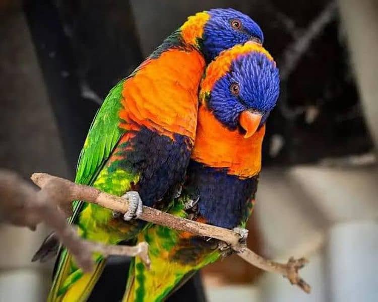 red collar chicks /lorry parrot /Lorikeet /Rainbow bird's /parrot chic 0