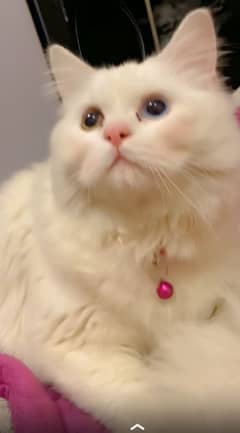 triple coat dollface persian odd eyes cat