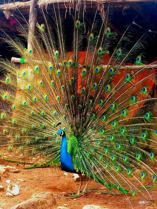 peacock 2