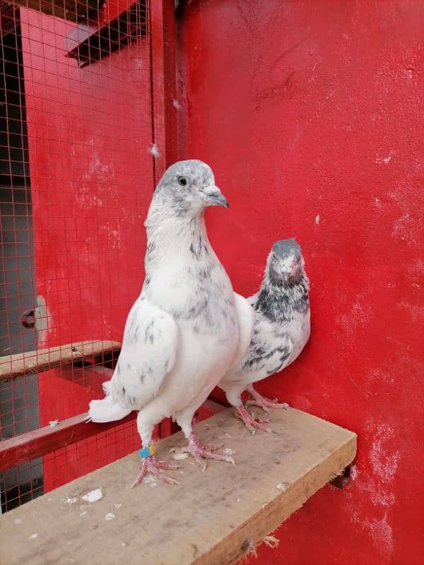 sialkoti breeder pair 3