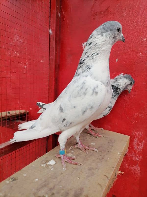 sialkoti breeder pair 4