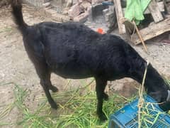 *4.5-Months Pregnant Goat for Sale – Healthy and High-Quality Breed!*