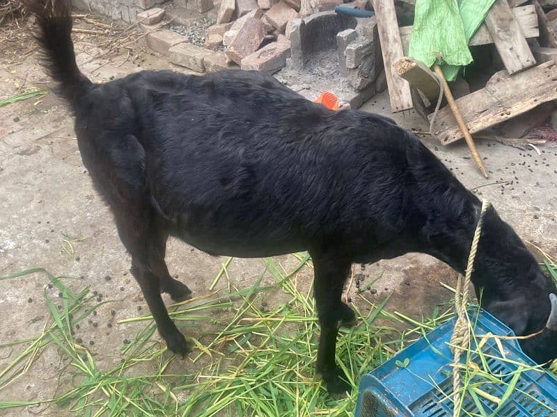 *4.5-Months Pregnant Goat for Sale – Healthy and High-Quality Breed!* 0