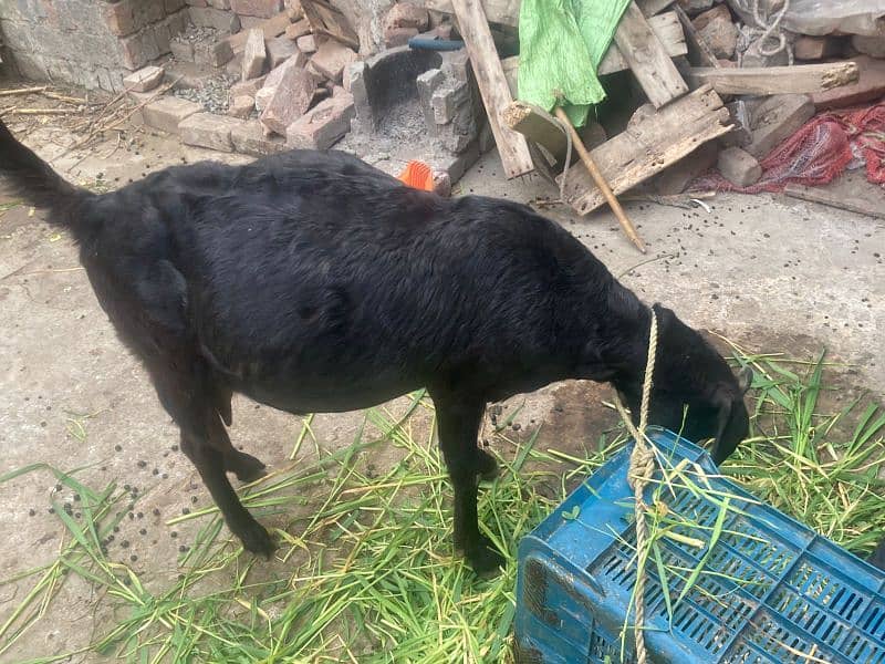 *4.5-Months Pregnant Goat for Sale – Healthy and High-Quality Breed!* 1