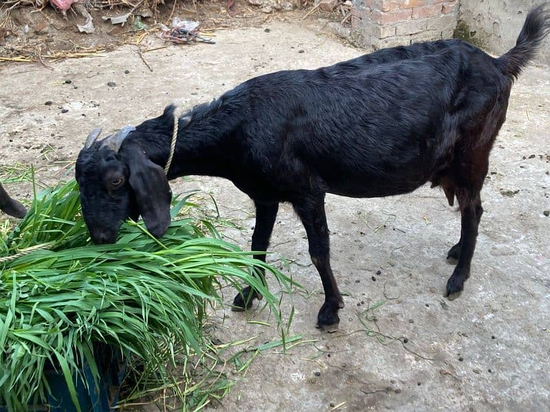 *4.5-Months Pregnant Goat for Sale – Healthy and High-Quality Breed!* 4