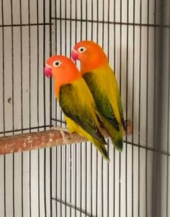 beautiful lovebirds, finches and budgies for sale