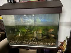 fish aquarium