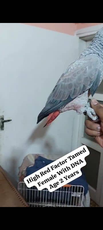 African Grey Parrot Female 0