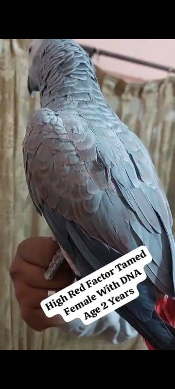 African Grey Parrot Female 1