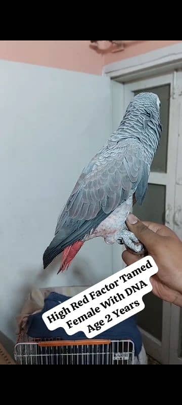 African Grey Parrot Female 2